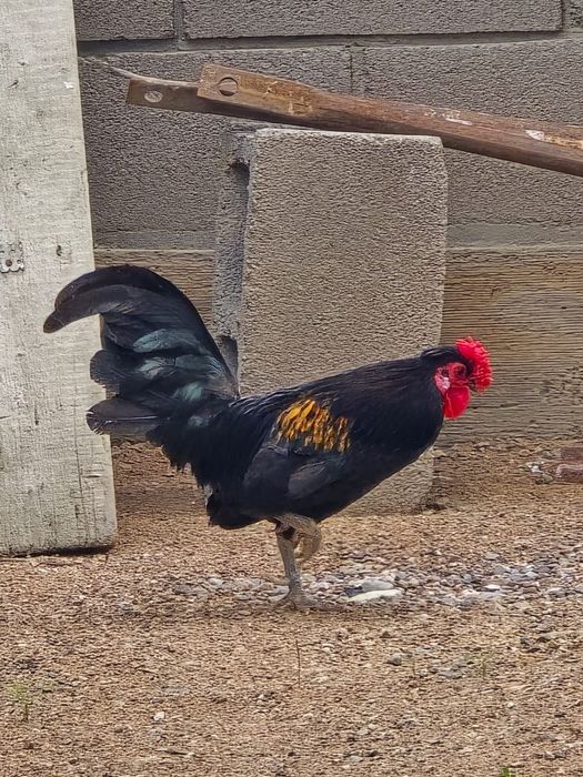 Куры японские декоративные