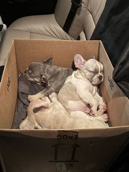 Френски булдози- бебета