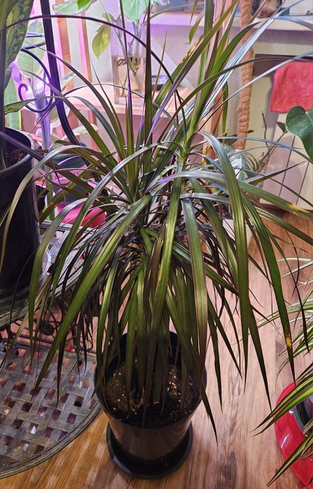 Продам комнатные растения