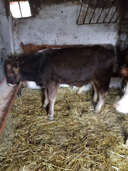 De vânzare 3 viței doi tăurași și o viațea