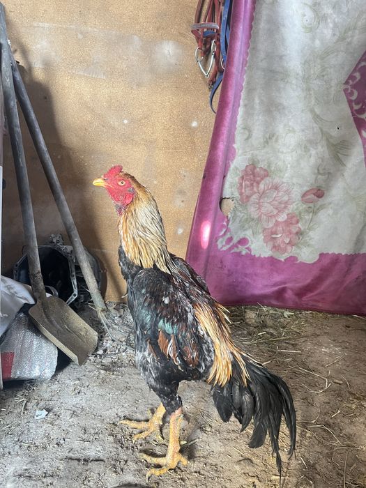 Продам дакан петух