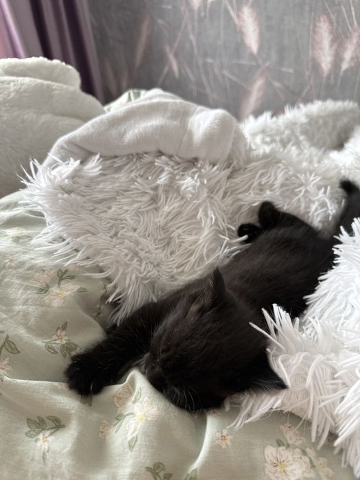 Котенок в добрые руки