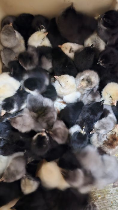 Продаются суточные цыплята