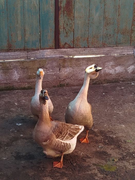 Домашние гуси 3 шт