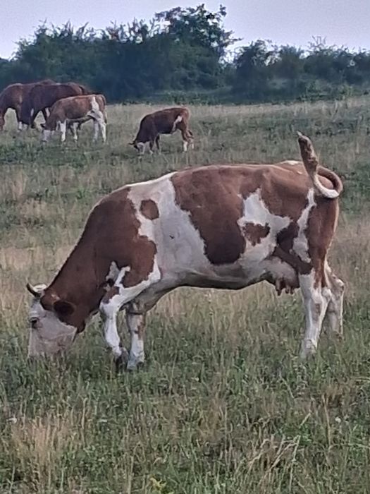 De vanzare doua vaci