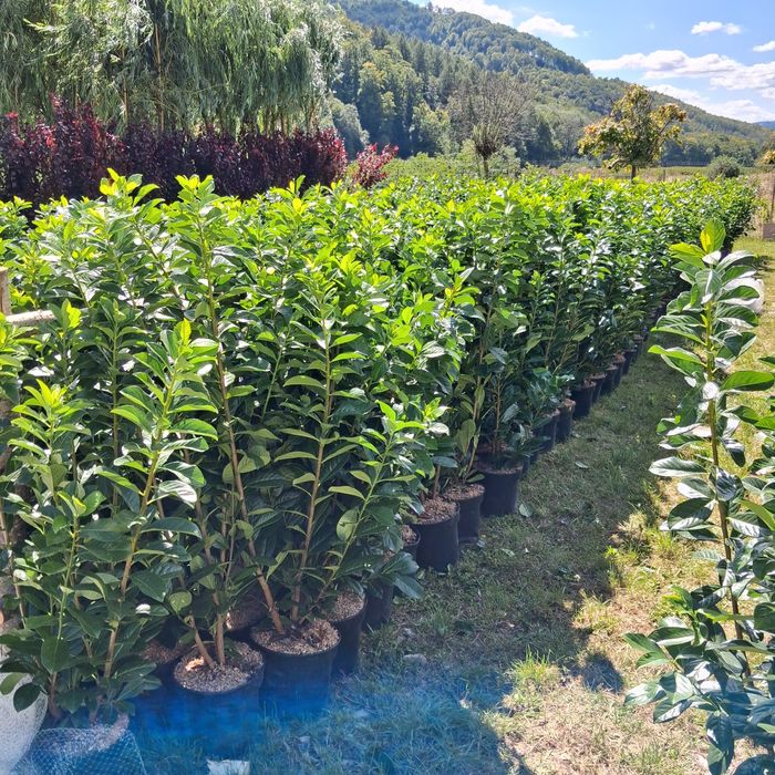 Vindem plante ornamentale copaci ornamentali prețuri acesibile transport gratuit ne deplasam în toată țara