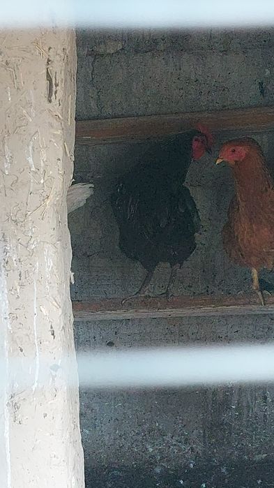 Продам петуха молодой.