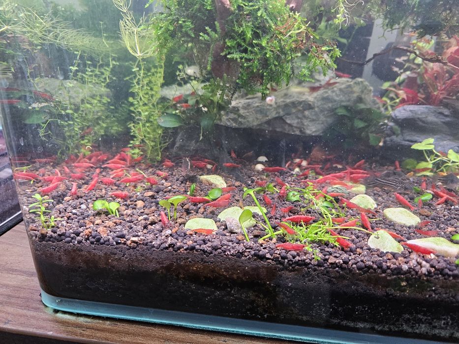 Creveti neocaridina sakura/red 10+1