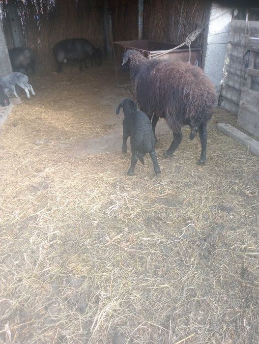 Vând oi karakul.capre și 2 berbeci