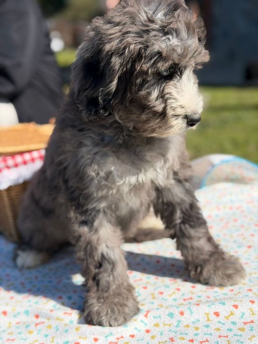 Bernedoodle/ Labradoodle