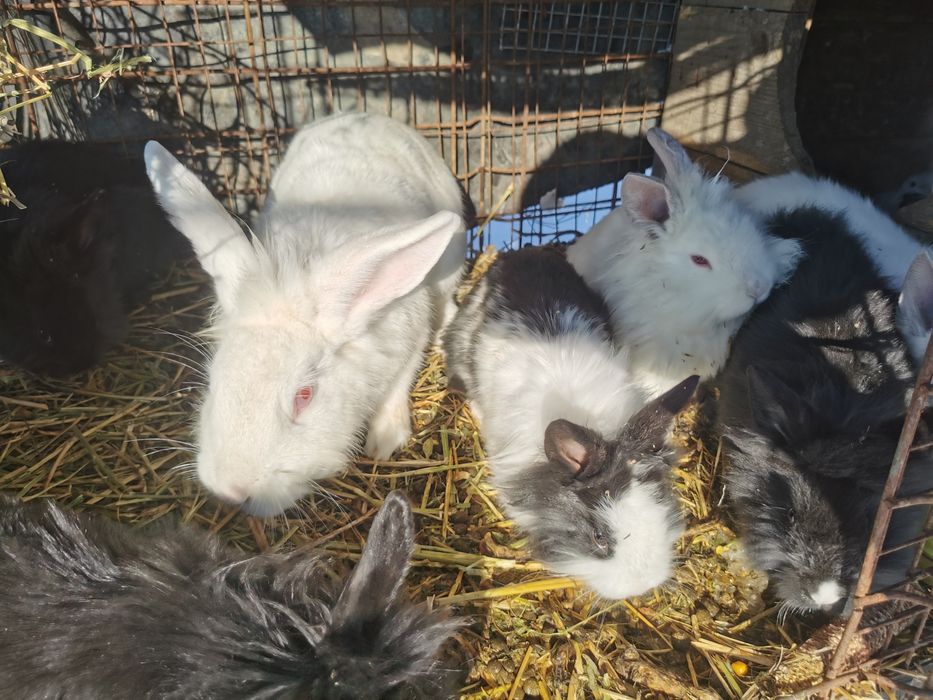 Iepurași Cap de Leu