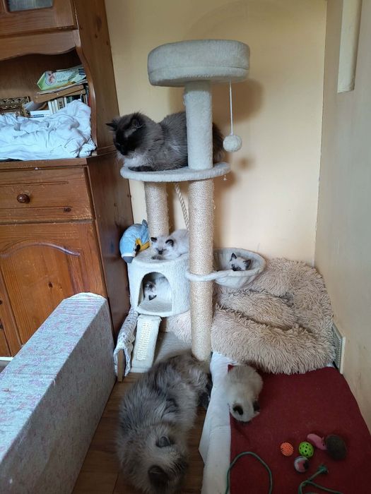Котета Регдол / Ragdoll