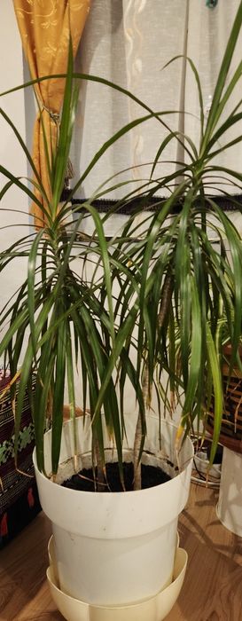 Vand plante de apartament