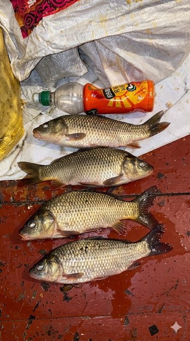 Сазан свежий продам