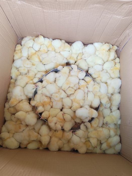 Продам домашних бройлеров