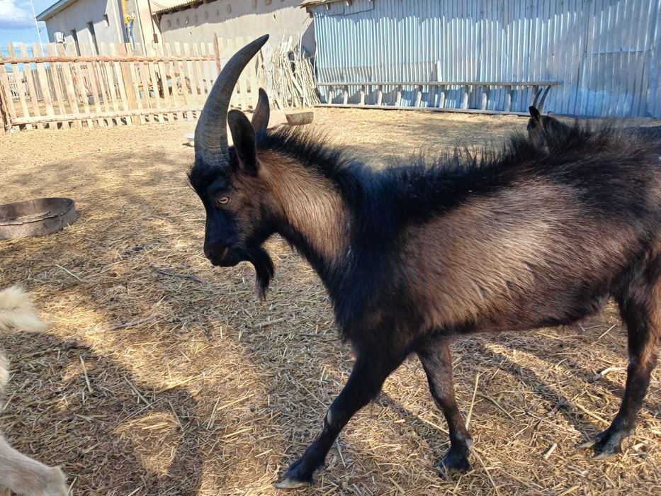 Теке, лақ сатылады.