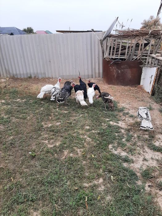 ундюктер сатылады