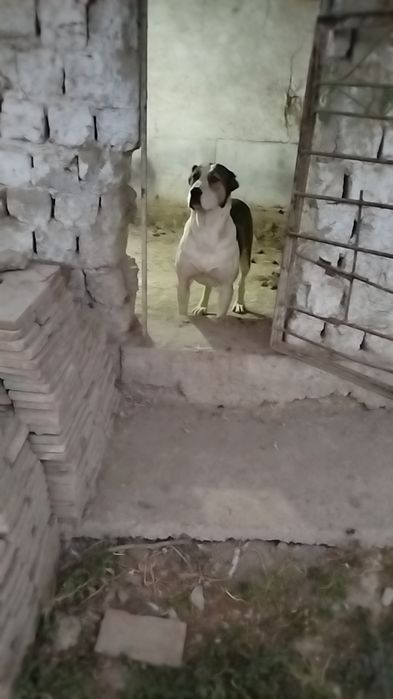 Urgochi alabay sotiladi malchik linya