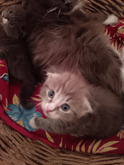 Котята только в добрые руки!