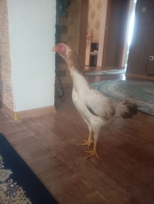 Срочно продам курицу бразильку