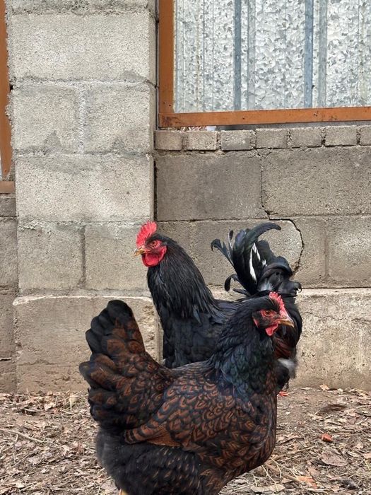 Борневельдер золото.