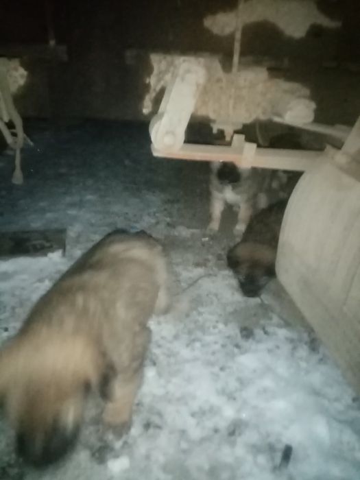 Отдам щенят бесплатно