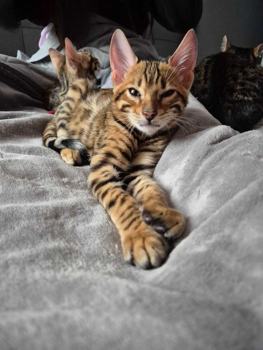 Бенгалски котенца