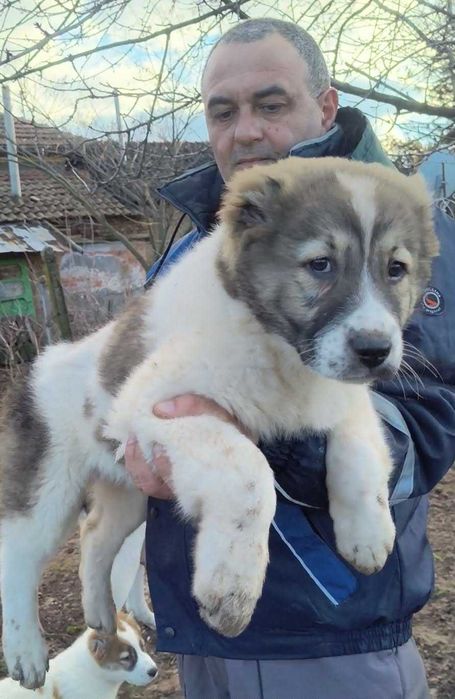 3 месечни алабайчета