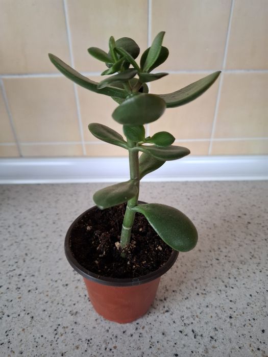 коланхое, Герань, бегония с доставкой