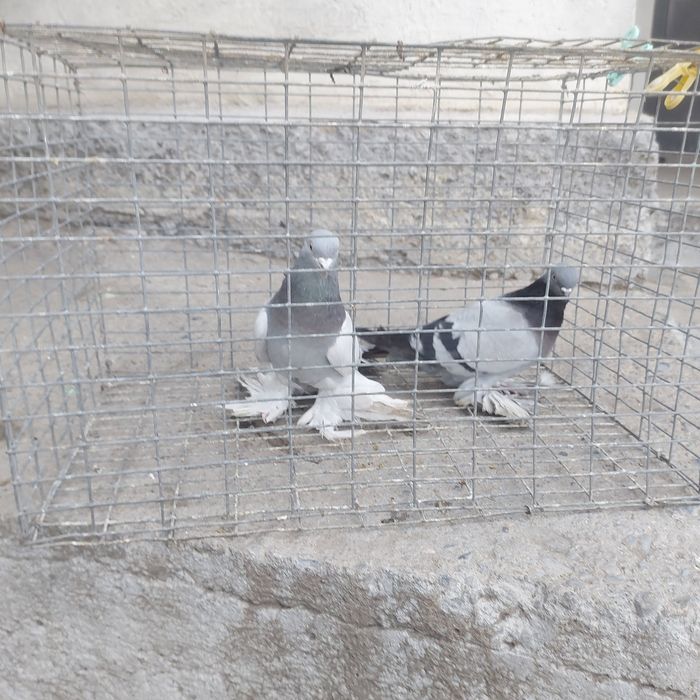 Уди самец тяга 15 20 метров