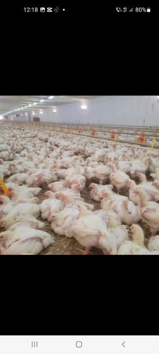 Avem PUI DIN PRIMA seria avem PUI RASA MIXTA 600  700g   PUI de carne