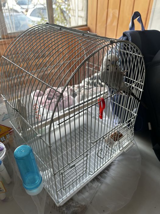 Продам попугая мальчик