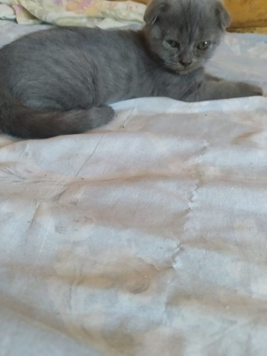 Котята шотландцы