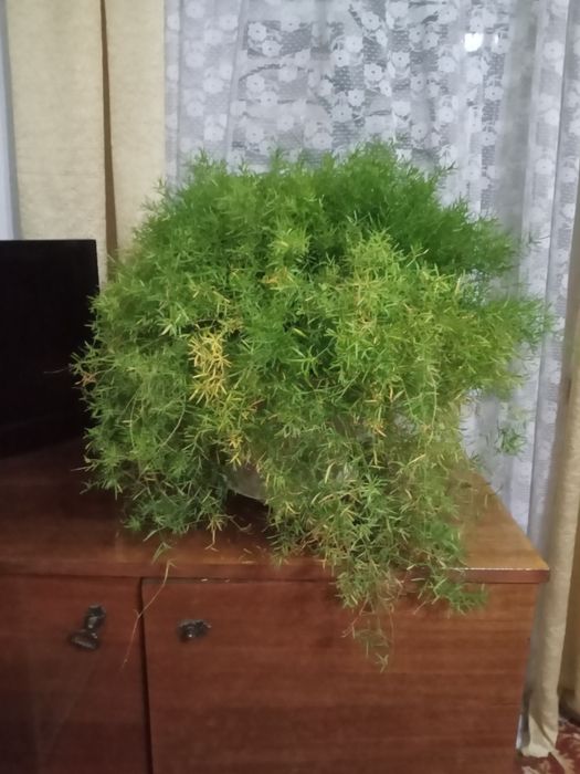 Продам комнатные цветы