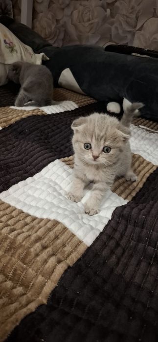 Шотландские котята