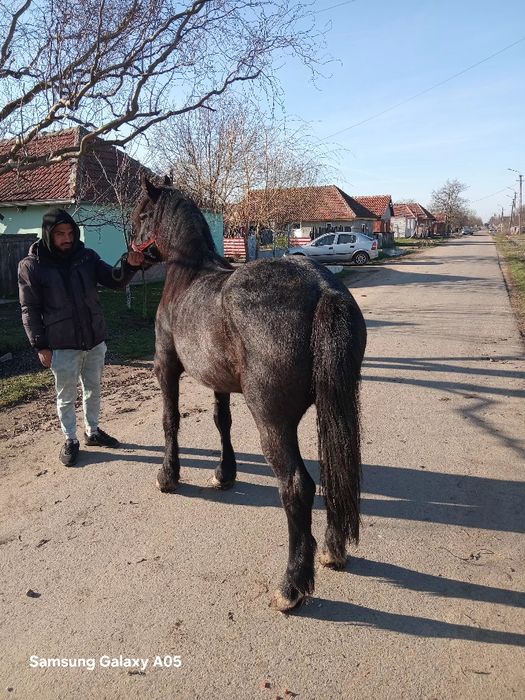Cai de vanzare timisoara