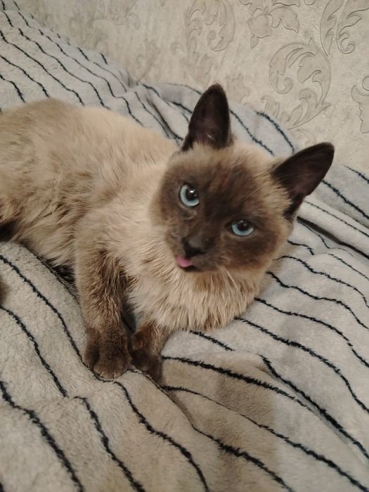 Заберите сиамочку, оплачу стерилизацию