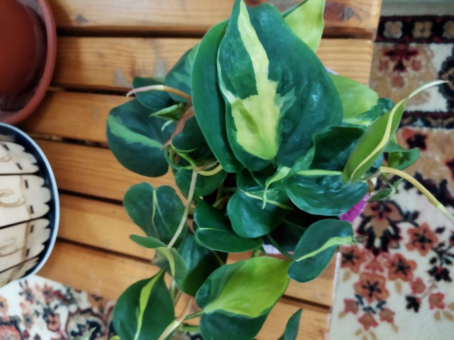 Комнатные цветы продам