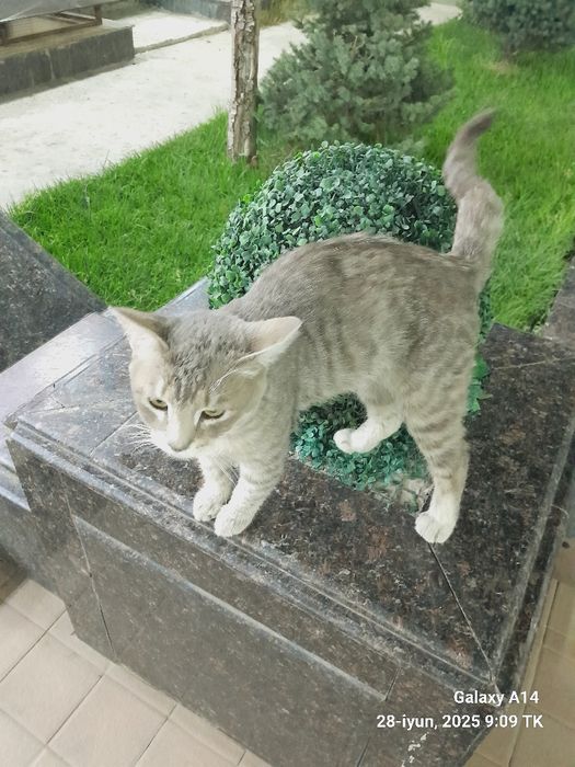 Zotor mushuk hammasiga javob