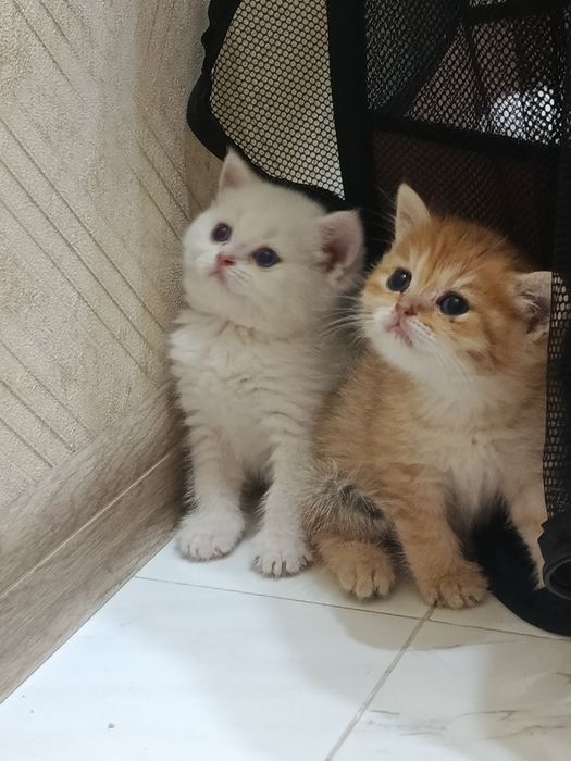 Британские котята