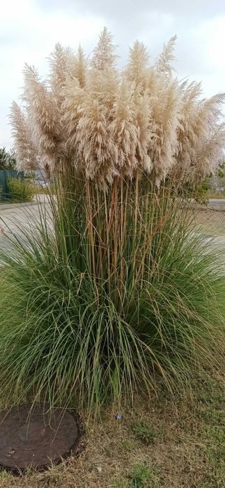 Пампаска трева за декорация
