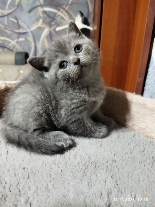 Шотланские котята