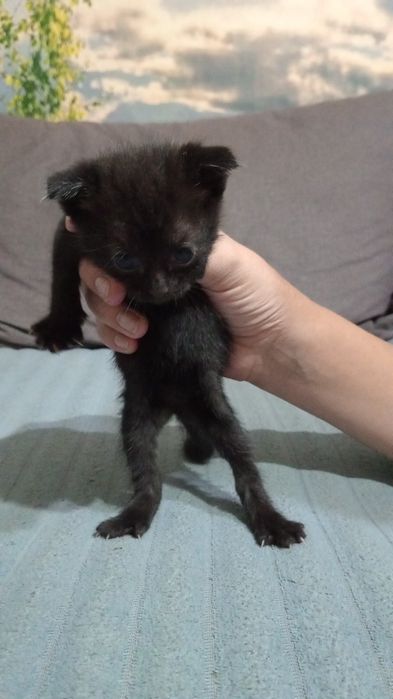Отдам бесплатно котят, британцы