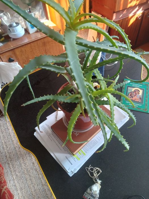 Алоэ лечебное 3 года