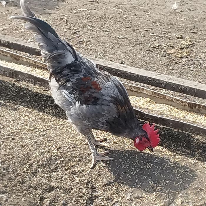 Продам породистых петухов.