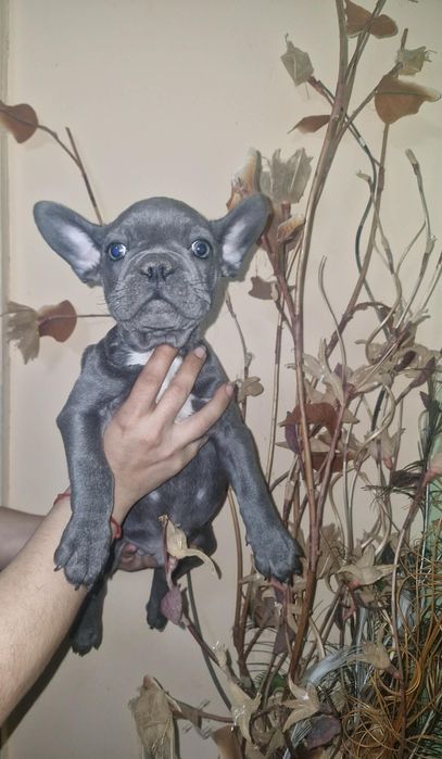 Френски булдочета