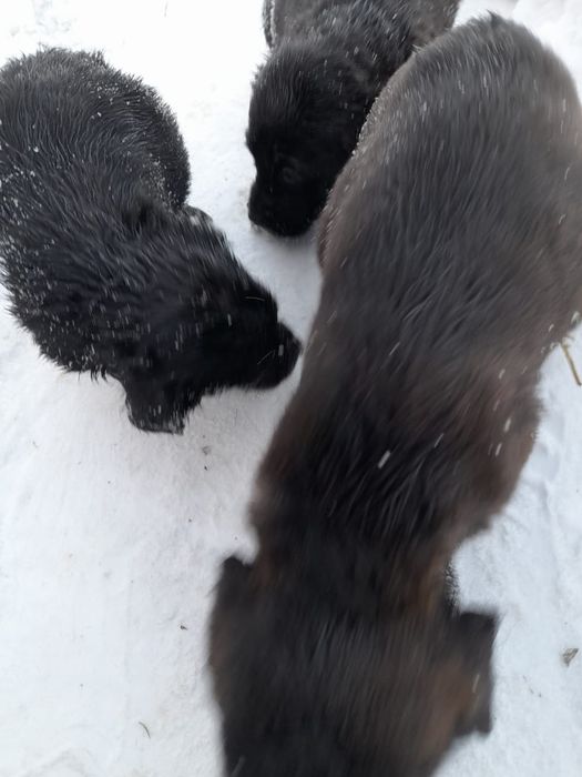 Отдам щенят в хорошие руки