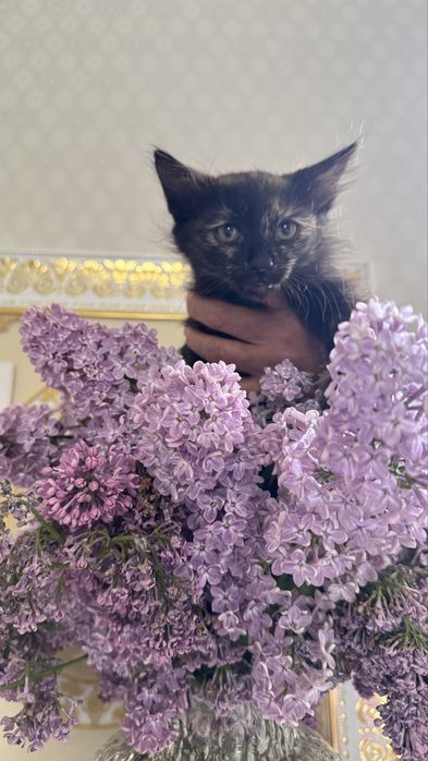 Кыз мысык бар тегин