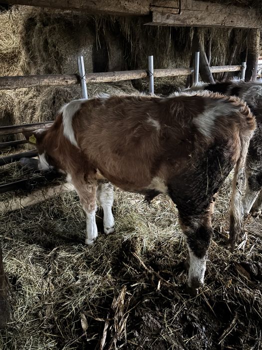 Vand vitei si juninca