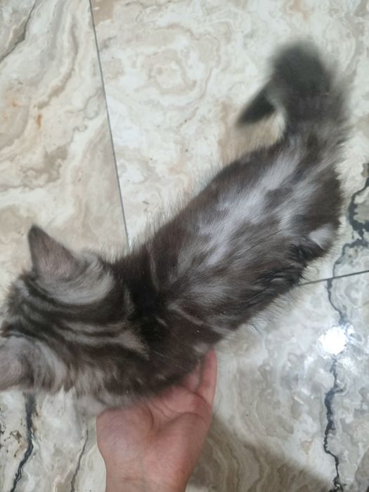 Шотландец мальчик продам добрым людям